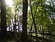 Beauty of the Timber. Taken October, 2009 on a Farm in Jackson County by Dawn Wagner.