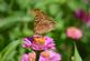 Butterfly on zinnia. Taken in August at the Bellevue butterfly garden by Lorlee Servin.