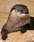 River otter