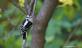 A male downy woodpecker searches for food at a park.. Taken October 15, 2023 Maus park, Dubuque, IA by Veronica McAvoy.