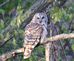 Barred owl. Taken April 12, 2012 south of dubuque by Barbara Wolff.