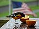 a baltimore oriole . Taken may 2009 at our home by nancy ploessl.