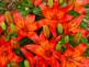 Red Red Lillies. Taken in May in my backyard by flower lover.