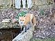 Fox pausing after getting a drink. Taken March 21, 2010 My backyard by Kathy Hoffmann.