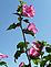 Rose of Sharon flowers against the clear blew sky. Taken 8/10/2012 in my garden by Stephanie Beck.
