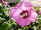 A busy bee in a flower. Taken 8/10/2012 in my rose of sharon tree in my front yard by Stephanie Beck.