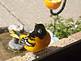 Baltimore Oriole