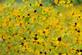 Brown eyed Susan's in bloom along a trail at the Mines of Spain.. Taken August 26, 2023 Mines of Spain, Dubuque, IA by Veronica McAvoy.