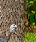 Turkey checks out a squirrel&#39;s descent down the tree. Taken September 9, 2023 Eagle Point Park by Deanna Tomkins.