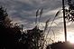 Pampas Grass dancing in the Sunset. Taken 9-11-12 Backyard by Peggy Driscoll.