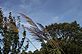 Early Pampas grass and all of its beauty.. Taken 9-11-12 Backyard by Peggy Driscoll.