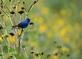 A indigo bunting sings it's song while perched on a incomplete cup plant.. Taken August 25, 2023 Mines of Spain, Dubuque, IA by Veronica McAvoy.