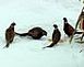 Four rooster pheasants under my bird feeders after a recent snowfall.  Rural Cuba City.		 