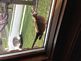 Submitted by: McClenahan