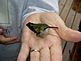 Injured hummingbird. Taken June 2012 on our deck by my husband.