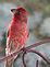 House Finch guarding its nest. Taken July 3 in Dubuque by Norbert Steger.