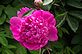 pink peony in bloom. Taken 5-12-12 Backyard by Peggy Driscoll.