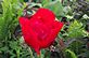 Poppy in Bloom. Taken 5-16-12 Backyard in Dubuque  by Peggy Driscoll.