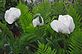 White poppy opening in the morning. Taken 5-16-12 Backyard by Peggy Driscoll.