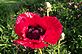 Red Poppy in bloom. Taken 5-16-12 backyard by Peggy Driscoll.