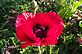Red Poppy in Bloom. Taken 5-16-12 Backyard  by Peggy Driscoll.