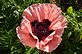 Peach colored poppy in Bloom . Taken 5-16-12 Backyard by Peggy Driscoll.