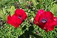 Two Red poppy in Bloom. Taken 5-16-12 Backyard by Peggy Driscoll.
