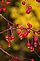 The rain on the Crabapples on a fall day. Taken 10-22-12 Backyard by Peggy Driscoll.