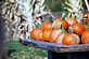 Pumpkins. Taken Sunday, Oct 4th Limerick, PA by Lorna Duvinski.