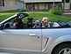 The "Boys" - Carl, Duke & Rowdy. Taken May 9, 2010 Cascade, IA by C. Reiter.