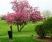 The photo of this beautiful flowering tree was taken on 5/5/2009 at the no. 18 tee box at Bunker Hill Golf Course.  Since, it was struck by lightning and severely damaged.  by Don Christ.