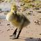 Portrait of a baby gosling near the shore of the Mississippi river.. Taken May 8, 2022 Miller Riverview park, Dubuque, IA by Veronica McAvoy.
