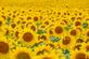 Sunflowers galore. Taken in mid September in Belle Plaine, Iowa by Lorlee Servin.