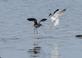 Lesser Yellowlegs. Taken 4/24/23 Hawkeye Wildlife Management Area by Marty Corfman.