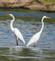 Two egrets not speaking to each other right now. Taken recently in the backwaters of the river by Dawn Pregler.