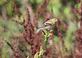 Female American goldfinch perches on a incomplete plant gathering seeds.. Taken August 28, 2023 16th street Bee branch, Dubuque, IA by Veronica McAvoy.