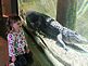 Izzibelle enjoys the alligator coming in close. Taken recently at the museum by Dawn Pregler.