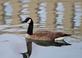 Canadian goose swims in the Bee branch.. Taken March 20, 2023 16th Street Bee branch, Dubuque, IA by Veronica McAvoy.