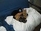 Kitty Family. Taken at home In Dubuque by Brittany.