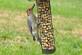 Male Red-bellied woodpecker
      My Favorite