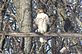 Red Tailed Hawk watching from the trees. Taken 1-1-13 Backyard in Dubuque by Peggy Driscoll.