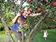 Maxwell age 5 1/2 in the apple tree. Taken Aug. 2010 Grandpa and Grandma's house by Cathy Davis.