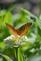 Butterfly on zinnia. Taken in August at the Bellevue butterfly garden by Lorlee Servin.