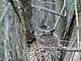 A robin sitting on her nest.