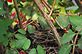 Baby Robins in the nest. Waiting to be Feed.. Taken 7-2-12 Frontyard in Dubuque by Peggy Driscoll.