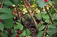 Baby Robins waiting to be Feed. Taken 7-2-12 Frontyard in Dubuque by Peggy Driscoll.