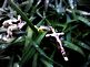 A rosery in the feild of icey grass. Taken This photo was taken 2/21/11 In a feild in Holy Cross, Ia by Kaitlyn Rose Wolf.