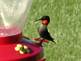 A Ruby-throated Hummingbird looks for a sweet treat.