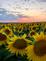 Sunflowers galore. Taken in September  in Belle Plaine, Iowa by Lorlee Servin.
