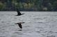 Two cormorants fly over the Mississippi river.. Taken September 23, 2023 John Deere marsh, Dubuque county, Iowa by Veronica McAvoy.